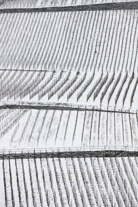 Framed Print : Vineyards on the Moselle river in winter with snow, Europe Framed Print : Vineyards on the Moselle river in winter with snow, Europe