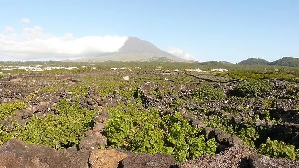 Vineyards and Pico volcano in Pico island (Azores)