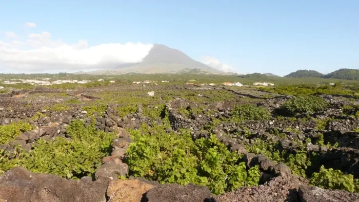 Framed Print : Vineyards and Pico volcano in Pico island (Azores) Framed Print : Vineyards and Pico volcano in Pico island (Azores)