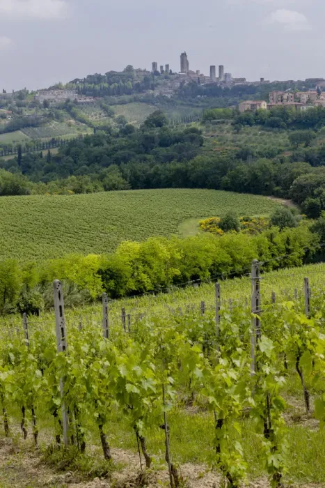 Framed Print : Vineyards, Rolling hills landscape, San Gimignano Skyline, Tuscany, Italy Framed Print : Vineyards, Rolling hills landscape, San Gimignano Skyline, Tuscany, Italy