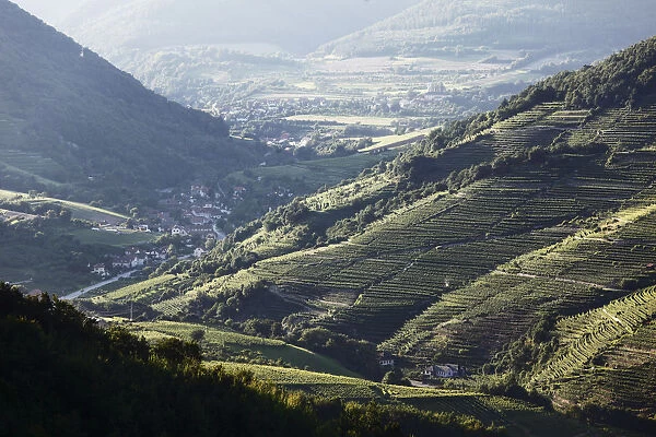 Vineyards in the Spitzer Graben valley and the municipality of Viessling, Wachau valley, Waldviertel region, Lower Austria, Austria, Europe
