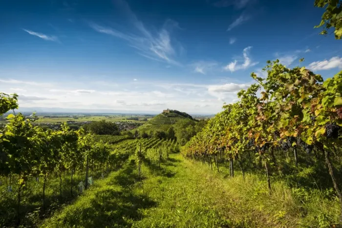 Framed Print : Vineyards and Staufen castle, behind the Rhine Valley, Staufen im Breisgau, Markgraflerland, Black Forest, Baden-Wurttemberg, Germany Framed Print : Vineyards and Staufen castle, behind the Rhine Valley, Staufen im Breisgau, Markgraflerland, Black Forest, Baden-Wurttemberg, Germany