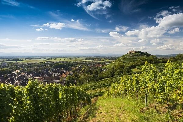 Vineyards and Staufen castle, behind the Rhine Valley, Staufen im Breisgau, Markgraflerland, Black Forest, Baden-Wurttemberg, Germany