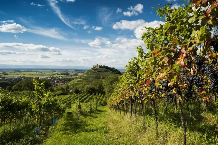 Framed Print : Vineyards and Staufen castle, behind the Rhine Valley, Staufen im Breisgau, Markgraflerland, Black Forest, Baden-Wurttemberg, Germany Framed Print : Vineyards and Staufen castle, behind the Rhine Valley, Staufen im Breisgau, Markgraflerland, Black Forest, Baden-Wurttemberg, Germany