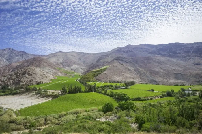 Framed Print : Vineyards in the Valle del Elqui, Vicuna, Region de Coquimbo, Chile Framed Print : Vineyards in the Valle del Elqui, Vicuna, Region de Coquimbo, Chile