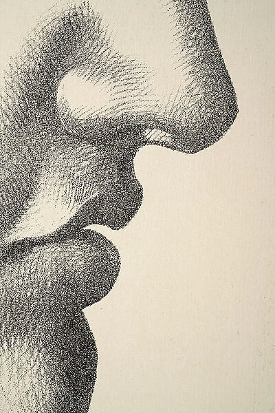 Vintage illustration Close up detail of the human face, nose, lips, smell, taste 19th Century