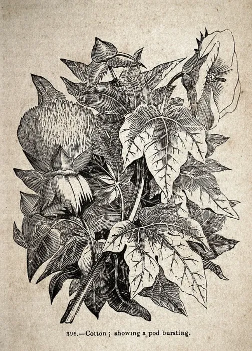 Framed Print : Vintage illustration, Cotton plant, showing a pod bursting, 19th Century Framed Print : Vintage illustration, Cotton plant, showing a pod bursting, 19th Century