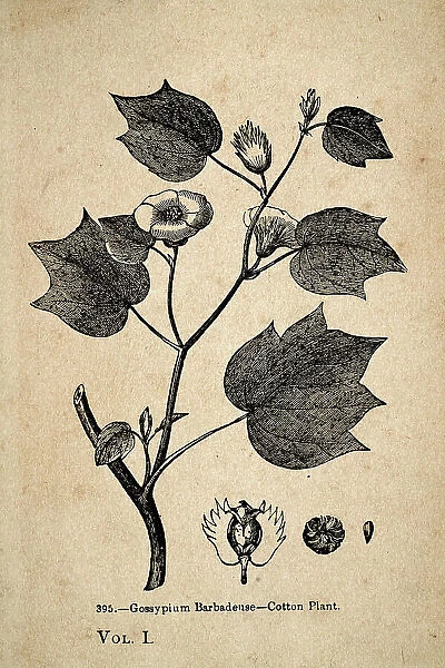 Vintage illustration, Gossypium barbadense cotton plant 19th Century
