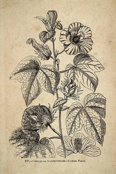 Framed Print : Vintage illustration, Gossypium tricuspidatum, the Cotton Plant Framed Print : Vintage illustration, Gossypium tricuspidatum, the Cotton Plant