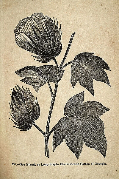 Vintage illustration, Sea Island, or Long staple Black seeded cotton of Georgia 19th Century