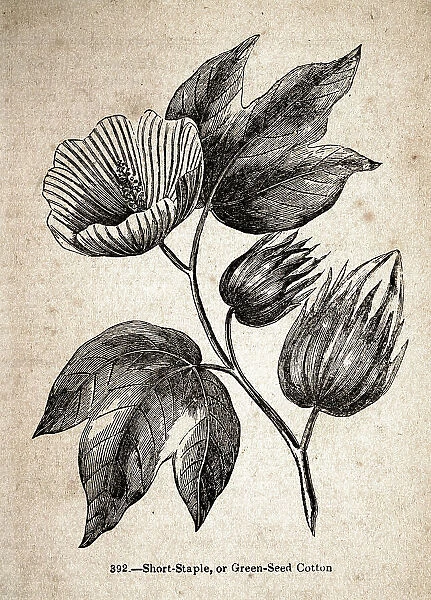 Vintage illustration, Short staple or Green seed Cotton, 19th Century