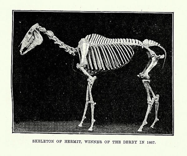 Vintage illustration of Skeleton of Hermit, a racehorse who won the Derby in 1867