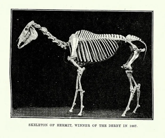 Framed Print : Vintage illustration of Skeleton of Hermit, a racehorse who won the Derby in 1867 Framed Print : Vintage illustration of Skeleton of Hermit, a racehorse who won the Derby in 1867