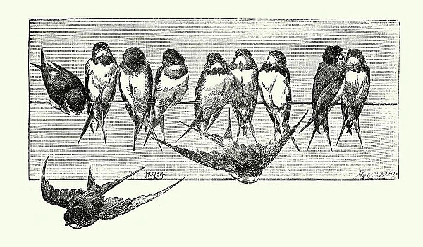 Vintage illustration Swift's perching on a telegraph line, Birds Wildlife Art
