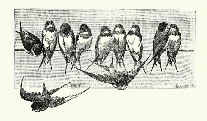 Framed Print : Vintage illustration Swift's perching on a telegraph line, Birds Wildlife Art Framed Print : Vintage illustration Swift's perching on a telegraph line, Birds Wildlife Art
