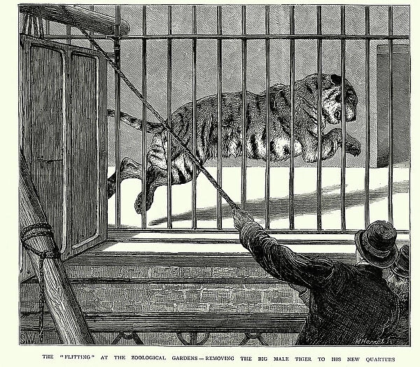 Vintage illustration of Tiger in a cage at London Zoo, Victorian 1870s
