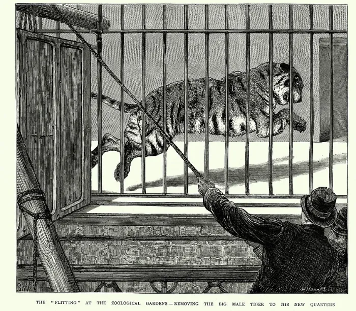 Framed Print : Vintage illustration of Tiger in a cage at London Zoo, Victorian 1870s