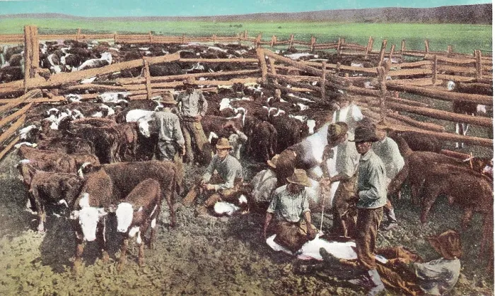 Framed Print : Vintage souvenir postcard, Cowboys Branding Cattle, Cowboy and Indian Life of the Great West series, ca 1942