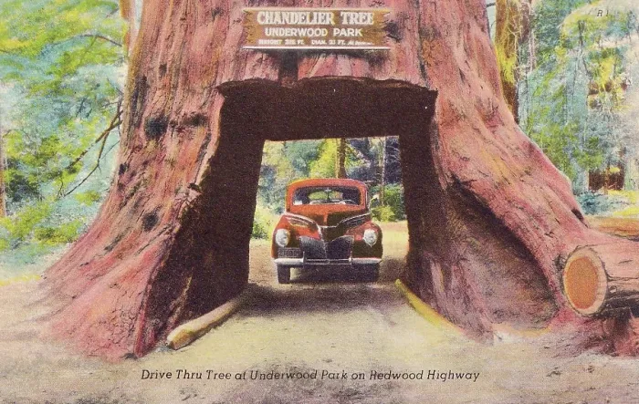 Framed Print : Vintage souvenir postcard, Drive Thru Tree, Greetings from the Redwood Highway series, ca 1942 Framed Print : Vintage souvenir postcard, Drive Thru Tree, Greetings from the Redwood Highway series, ca 1942