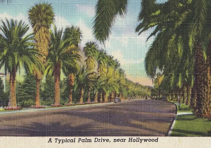 Framed Print : Vintage souvenir postcard, Palm Tree Lined Streets, Hollywood and Movie Star Homes series, ca 1938 Framed Print : Vintage souvenir postcard, Palm Tree Lined Streets, Hollywood and Movie Star Homes series, ca 1938