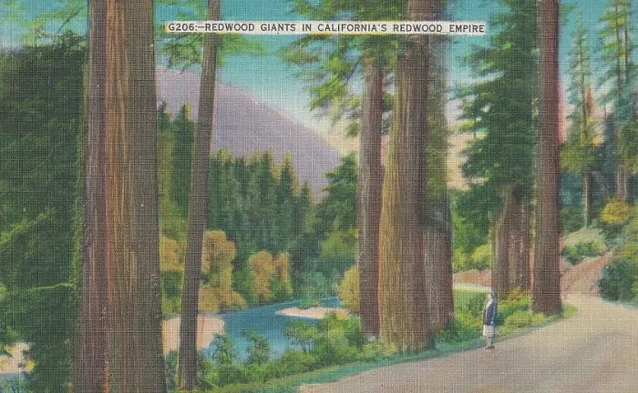Framed Print : Vintage souvenir postcard, Redwood Giants, ca 1944 Framed Print : Vintage souvenir postcard, Redwood Giants, ca 1944