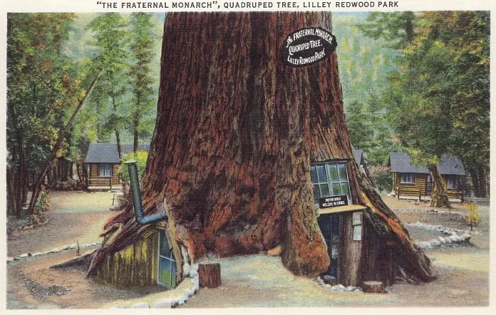 Framed Print : Vintage souvenir postcard, Redwood Highway Souvenir Views series, ca 1921