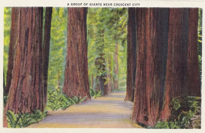 Framed Print : Vintage souvenir postcard, Redwood Highway Souvenir Views series, ca 1921