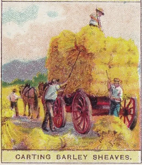 Framed Print : Vintage tobacco card, Carting Barley, Russia, Products of the World series, Player's Cigarettes, 1909 Framed Print : Vintage tobacco card, Carting Barley, Russia, Products of the World series, Player's Cigarettes, 1909