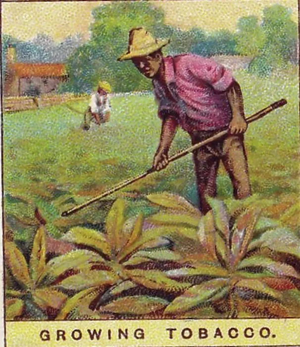 Framed Print : Vintage tobacco card, Growing Tobacco in Cuba, Products of the World series, Player's Cigarettes, 1909 Framed Print : Vintage tobacco card, Growing Tobacco in Cuba, Products of the World series, Player's Cigarettes, 1909
