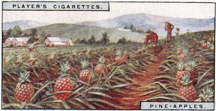 Framed Print : Vintage tobacco card, Pineapple Farm, Hawaii, Products of the World series, Player's Cigarettes, 1928 Framed Print : Vintage tobacco card, Pineapple Farm, Hawaii, Products of the World series, Player's Cigarettes, 1928
