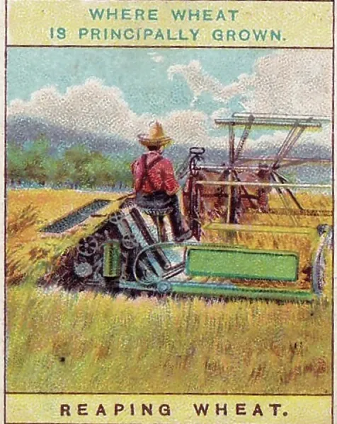 wheat cigarette 1909 Vintage Tobacco Print: Reaping Wheat, Products of the World Series.  Art Prints, Posters & Puzzles from Fine Art Storehouse