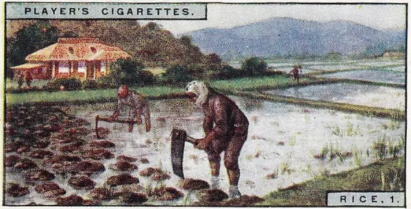 rice st tobacco 1928 Vintage Tobacco Print: Rice Industry in Japan. Art Prints, Posters &  Puzzles from Fine Art Storehouse