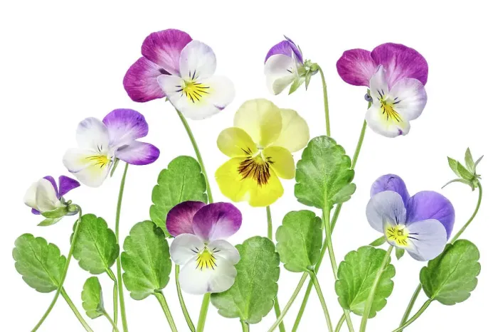 Framed Print : Viola flowers Framed Print : Viola flowers