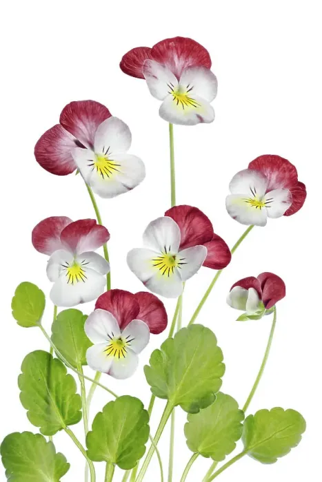 Framed Print : Viola flowers Framed Print : Viola flowers