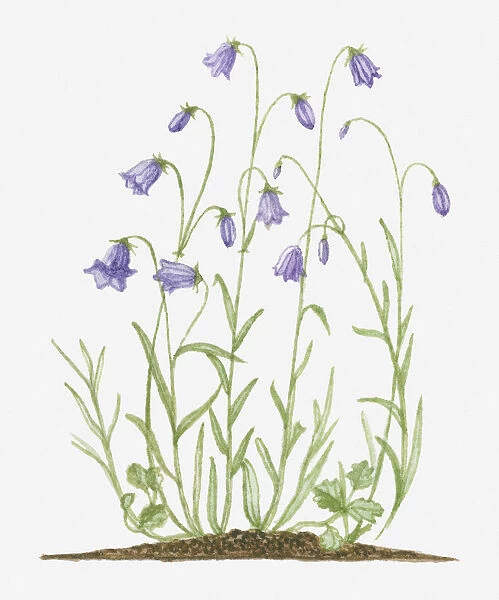 violet, bell, blue, botany, campanula rotundifolia, cut out, day, flora, flower, fragility