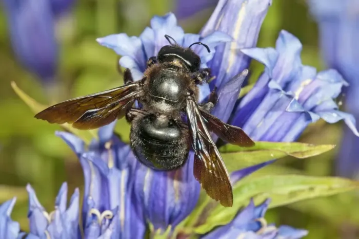 Framed Print : Violet Carpenter Bee or Indian Bhanvra -Xylocopa violacea- on a Willow Gentian -Gentiana asclepiadea-, Bavaria, Germany Framed Print : Violet Carpenter Bee or Indian Bhanvra -Xylocopa violacea- on a Willow Gentian -Gentiana asclepiadea-, Bavaria, Germany