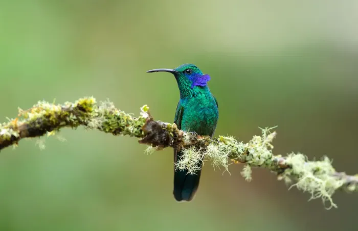 Framed Print : Violet eared hummingbird (Colibri thalassinus) Framed Print : Violet eared hummingbird (Colibri thalassinus)