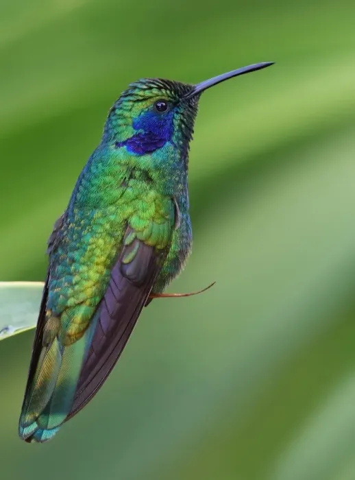 Framed Print : Violet-eared Hummingbird (Colibri thalassinus) Framed Print : Violet-eared Hummingbird (Colibri thalassinus)