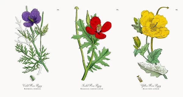 Violet Horn Poppy, Roemeria hybrida, Victorian Botanical Illustration, 1863
