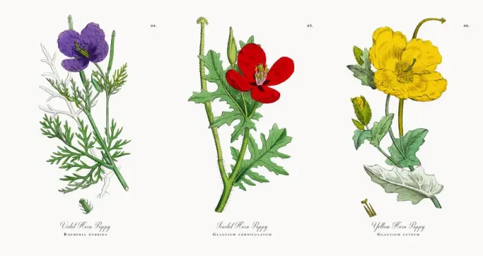 Framed Print : Violet Horn Poppy, Roemeria hybrida, Victorian Botanical Illustration, 1863 Framed Print : Violet Horn Poppy, Roemeria hybrida, Victorian Botanical Illustration, 1863