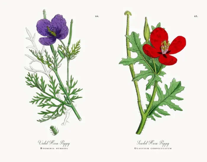 Framed Print : Violet Horn Poppy, Roemeria hybrida, Victorian Botanical Illustration, 1863 Framed Print : Violet Horn Poppy, Roemeria hybrida, Victorian Botanical Illustration, 1863