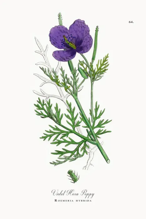 Framed Print : Violet Horn Poppy, Roemeria hybrida, Victorian Botanical Illustration, 1863 Framed Print : Violet Horn Poppy, Roemeria hybrida, Victorian Botanical Illustration, 1863