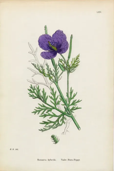 Framed Print : Violet Horn Poppy, Roemeria hybrida, Victorian Botanical Illustration, 1863 Framed Print : Violet Horn Poppy, Roemeria hybrida, Victorian Botanical Illustration, 1863