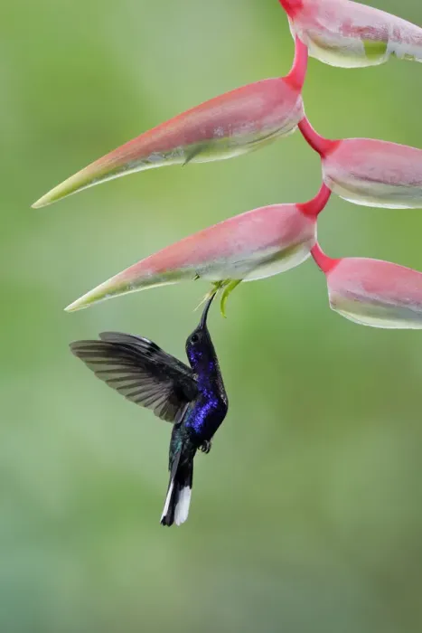 Framed Print : Violet Sabrewing