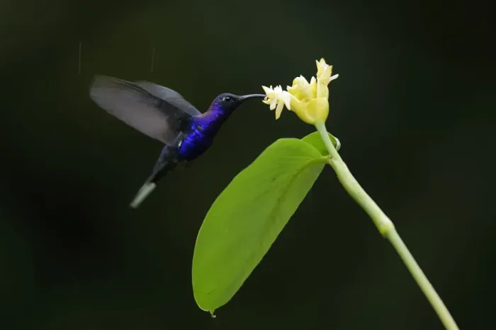 Framed Print : Violet Sabrewing