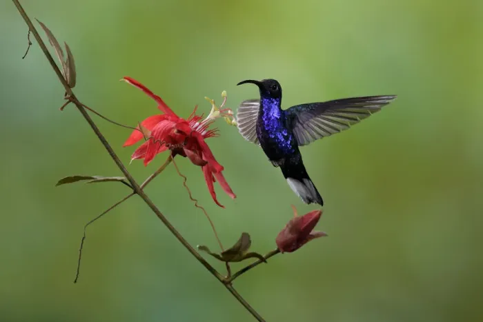 Framed Print : Violet Sabrewing Framed Print : Violet Sabrewing
