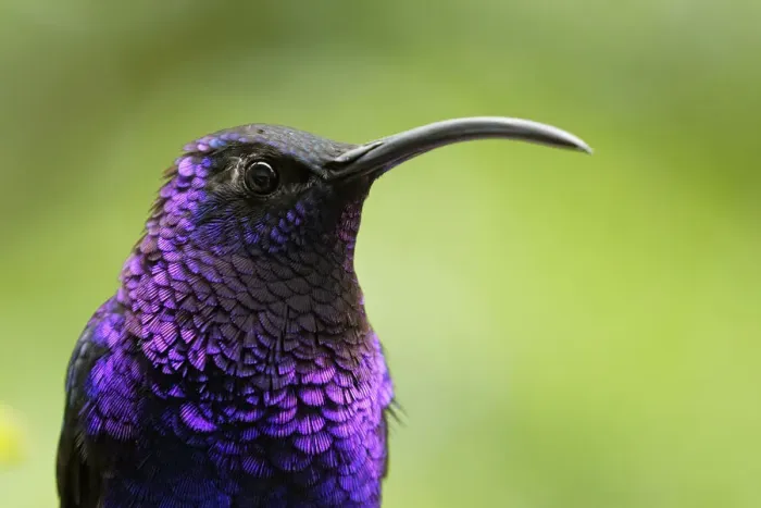 Framed Print : Violet Sabrewing Hummingbird