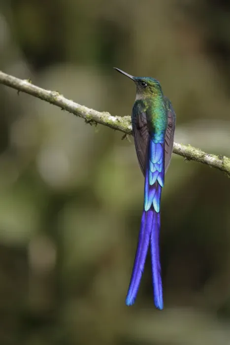 Framed Print : Violet-tailed Sylph (Aglaiocercus coelestis)