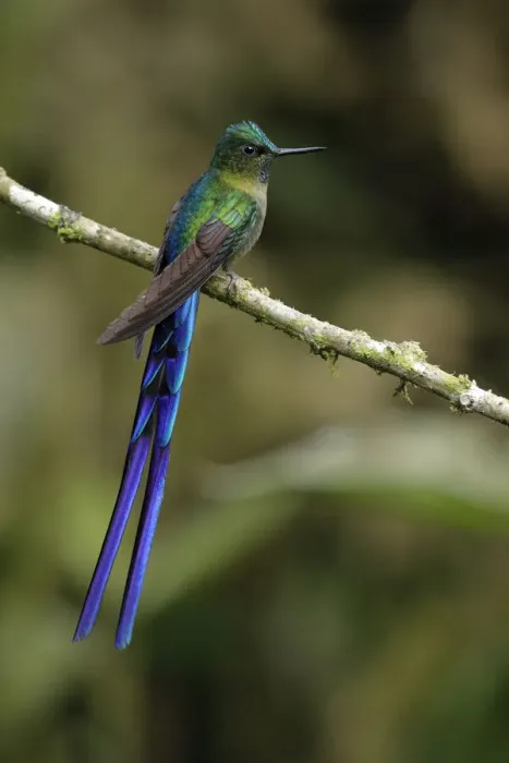 Framed Print : Violet-tailed Sylph (Aglaiocercus coelestis) Framed Print : Violet-tailed Sylph (Aglaiocercus coelestis)