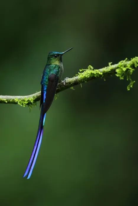 Framed Print : Violet-tailed sylph (Aglaiocercus coelestis) Framed Print : Violet-tailed sylph (Aglaiocercus coelestis)